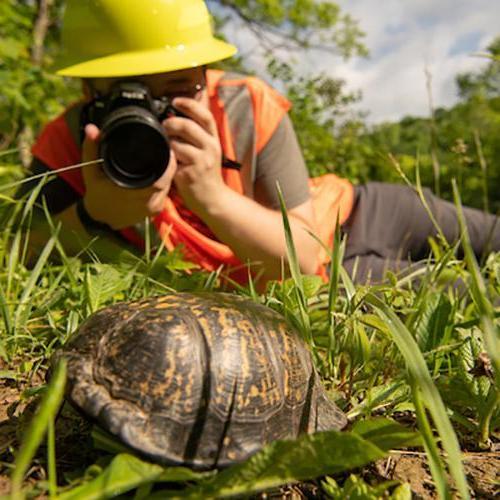 newbb电子平台的一名学生在野外给一只海龟拍照